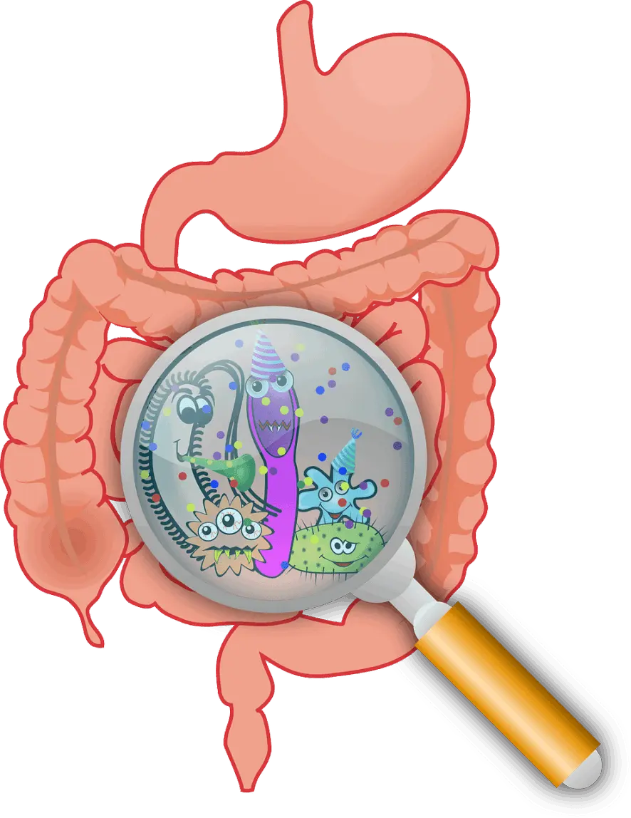 synogut for gut health